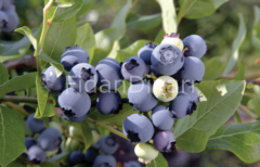 Yaban Mersini-Blueberry Fidanı Likapa, 100+ cm Saksılı