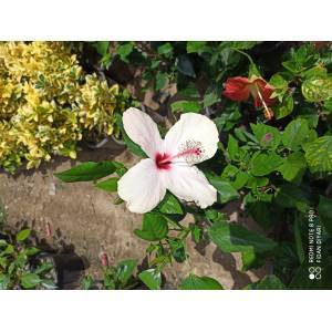 Beyaz Japon Gülü Hibiscus Rosa Sinensis 40-50 cm Tüplü/Saksılı