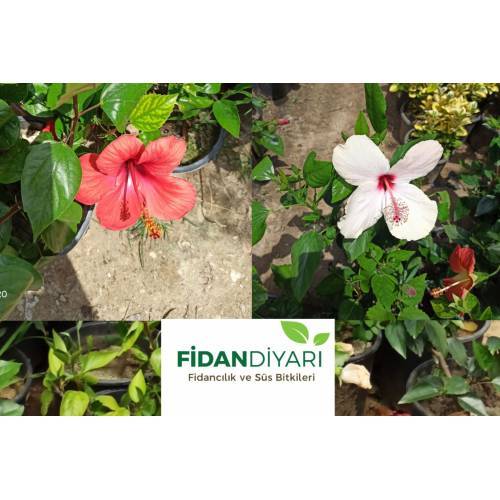 2 Adet Beyaz ve Kırmızı Japon Gülü Hibiscus Rosa Sinensis 40-50 cm Tüplü/Saksılı
