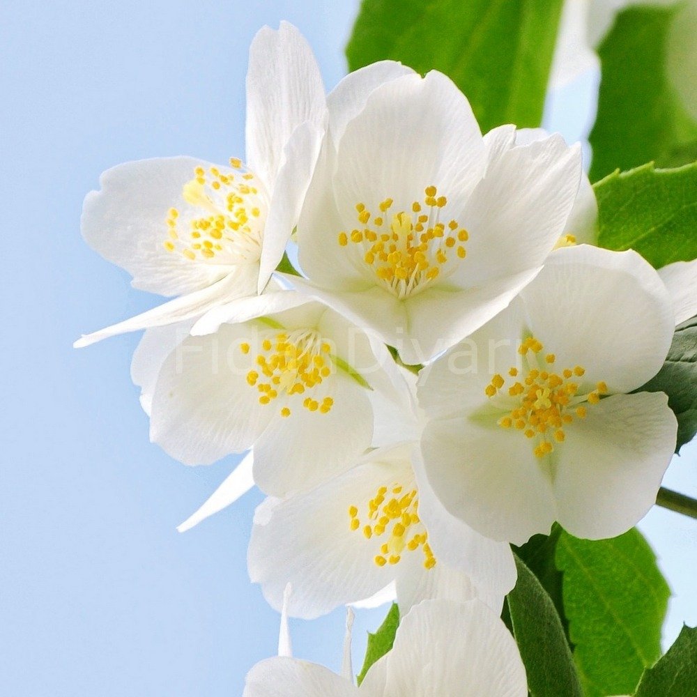 Filbahri Çiçeği Fidanı 80-100 cm, Tüplü/Saksılı