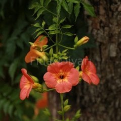 Acem Borusu Çiçeği Campsis Radicans,Tüplü/Saksılı