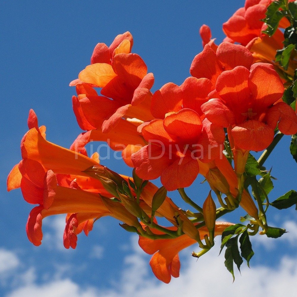 Acem Borusu Çiçeği Campsis Radicans,Tüplü/Saksılı