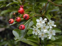 Coccinea nana Ateş Dikeni Fidanı, Tüplü/Saksılı