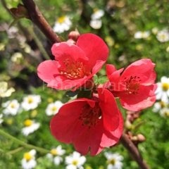 Bahar Dalı (Japon Ayvası) Fidanı, Tüplü/Saksılı