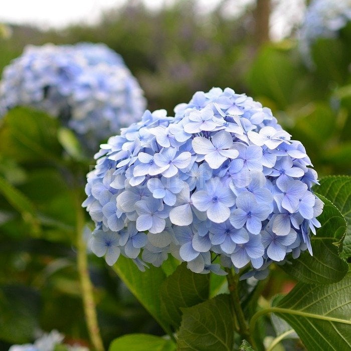 Mavi Ortanca Çiçeği Tüplü/Saksılı