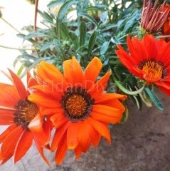 Gazanya Çiçeği Tüplü/Saksılı