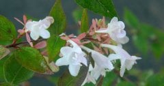 Abelia Grandiflora Abelya Fidanı, Tüplü/Saksılı