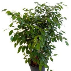Ficus Daniella,Saksılı, +60cm