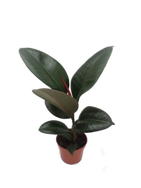 Ficus elastica Robusta Yapraklı Kauçuk, Saksıda