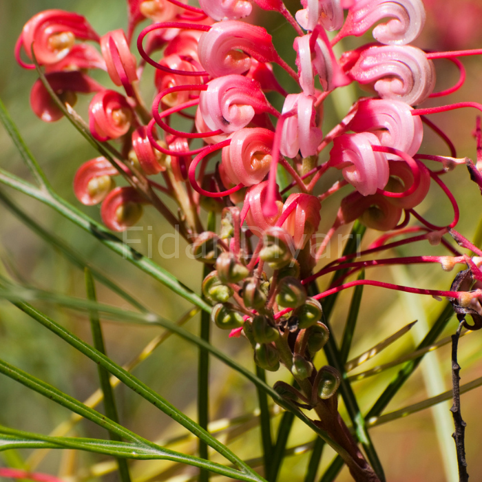 Gravilla Çalısı, Grevillea Juniperina 50-60 cm Saksılı