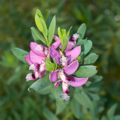 Polygala Çiçeği, 40-50 cm, Tüplü/Saksılı