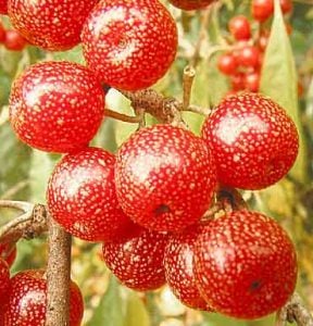Güz Zeytini (Güz Yemişi) fidanı (Elaeagnus Umeletta), 50-60 cm, Saksılı