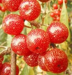 Güz Zeytini (Güz Yemişi) fidanı (Elaeagnus Umeletta), 50-60 cm, Saksılı