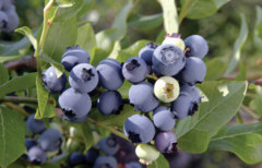 Yaban Mersini-Blueberry Fidanı Likapa, Saksılı