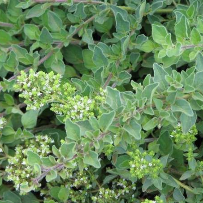 Origanum Majorana Mercanköşk Bitkisi Fidanı, Saksılı