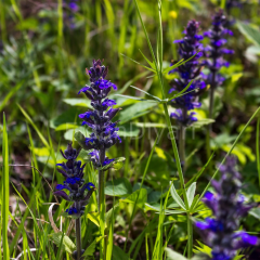 Ajuga Mayasıl Otu, Saksılı