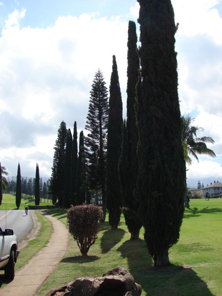 Tùplü Kara Servi Cupressus sempervirens 120 cm+