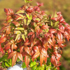 Nandina Domestica Cennet Bambusu, 80-100 cm, Saksılı