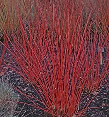 Kırmızı Süs Kızılcık Bitkisi, 50-60 cm, Tüplü/Saksılı