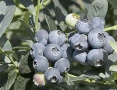 Misty çeşidi Yaban Mersini(Blueberry) fidanı-Likapa