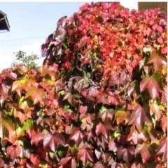 10 Adet Parthenocissus Quinquefolia Amerikan Sarmaşığı Fidan, Tüplü/Saksılı