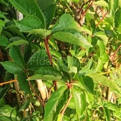 5 Adet Parthenocissus Quinquefolia Amerikan sarmaşığı fidanı Tüplü/Saksılı