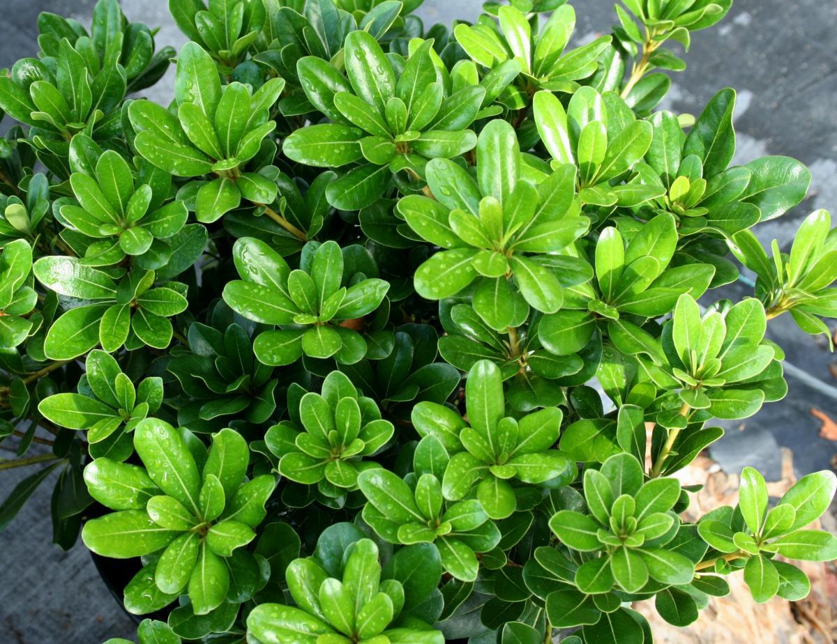 Pittosporum Tobira Nana, Tüplü/Saksılı