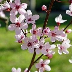 Prunus Cerasifera Pissardii, Süs Eriği, 130 cm+ Tüplü/Saksılı
