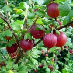 Ribes uva-Bektasi Üzümü Fidanı, 20-30 cm, Dikenli Kırmızı Meyveli (saksıda)