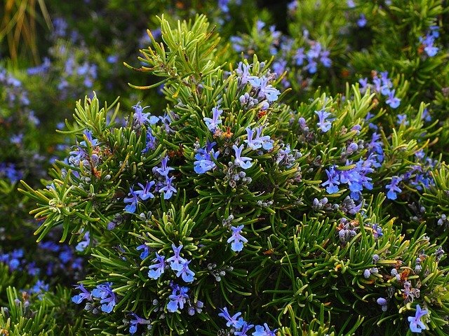 Rosmarinus Officinalis Biberiye Fidanı, Tüplü/Saksılı