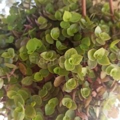 Kalisya Repens, Arap Saçı Çiçeği, Askılı Saksıda