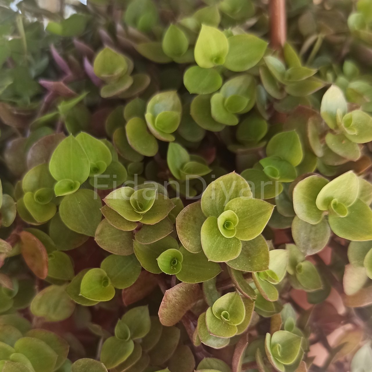 Kalisya Repens, Arap Saçı Çiçeği, Askılı Saksıda