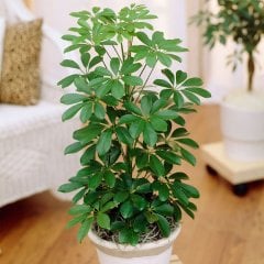 Schefflera Actinopylla Beşparmak Çiçeği (Şeflera), 50cm+ Saksıda