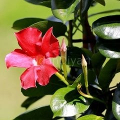 Mandevilla Çiçeği, Kırmızı, 30-40 cm, Saksılı