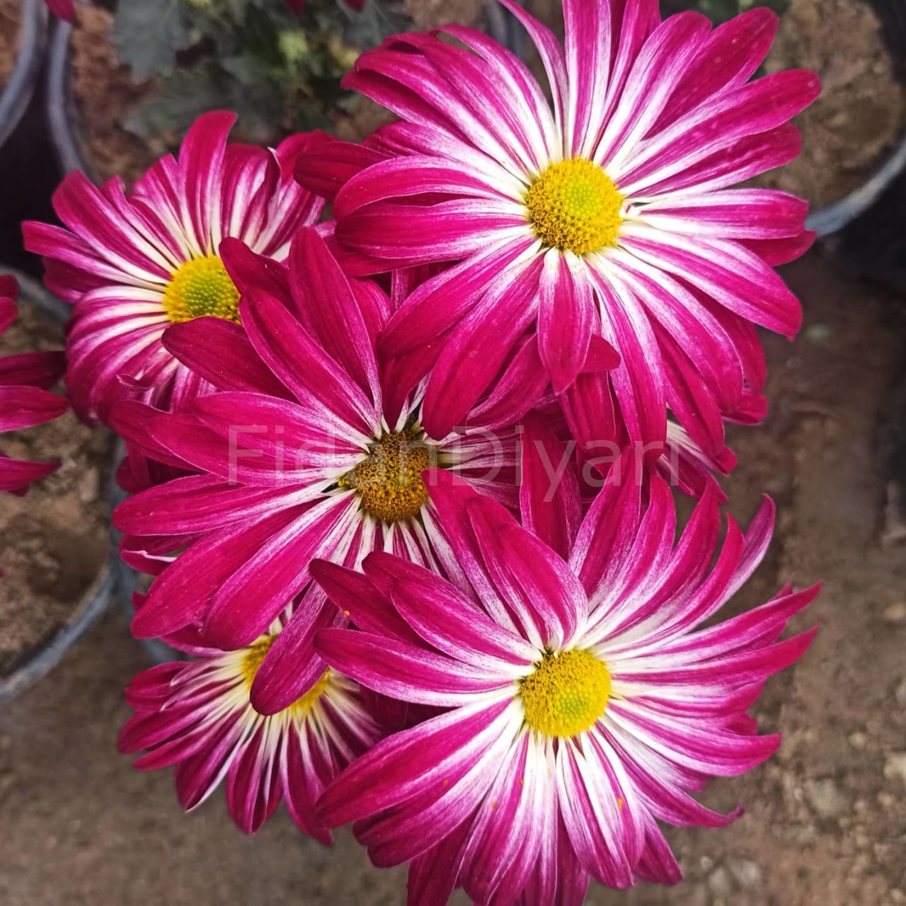 Krizantem Çiçeği Kasımpatı Çift Renkli 30-40 cm, Saksılı
