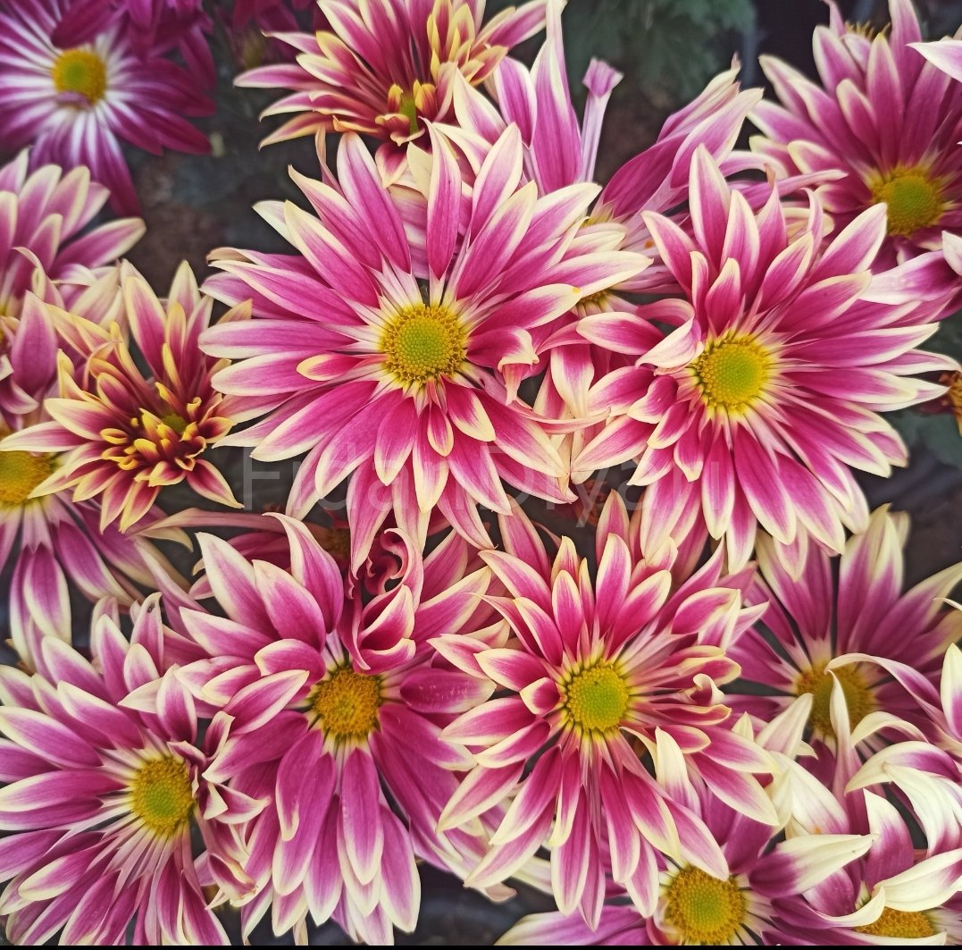 Krizantem Çiçeği Kasımpatı Çift Renkli 40-50 cm, Saksılı
