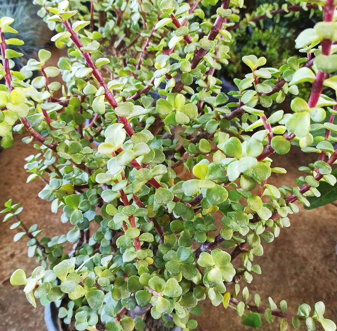 Para Ağacı Crassula Ovata , 20-30 cm, Saksılı