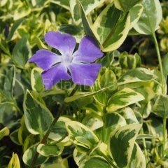 5'li Vinca Major Alacalı Cezayir Menekşesi, Küçük Poşetli