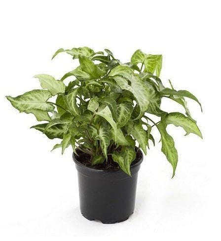 Syngonium Podophyllum Melek Kanadı Sarmaşığı 30cm, saksılı