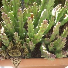 Leş Kaktüsü Stapelia, Saksılı