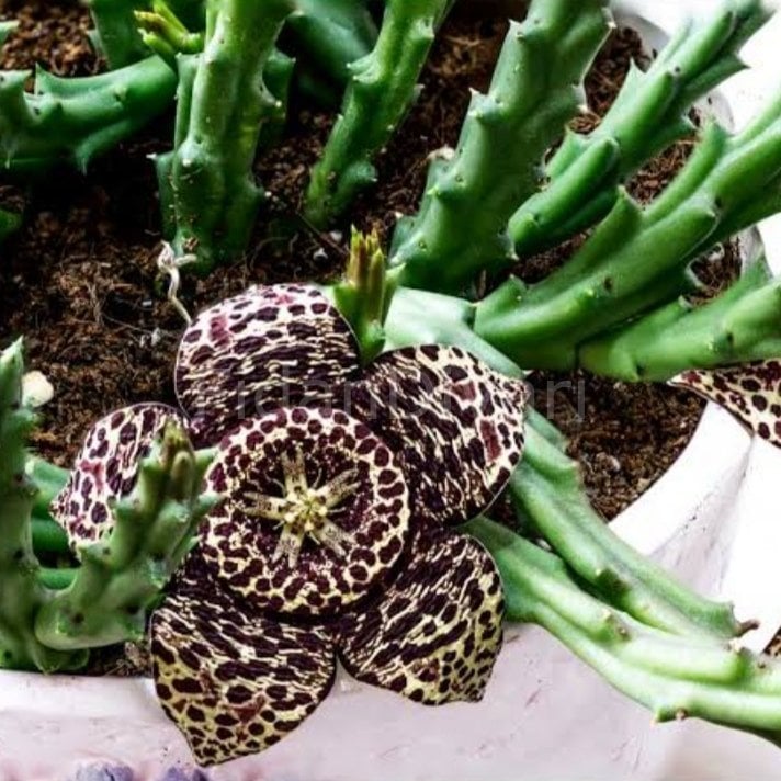 Leş Kaktüsü Stapelia, Saksılı