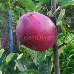 Jersey Mac (Erkenci) Elma Fidanı, 120-150 cm, 3 Yaş Saksılı