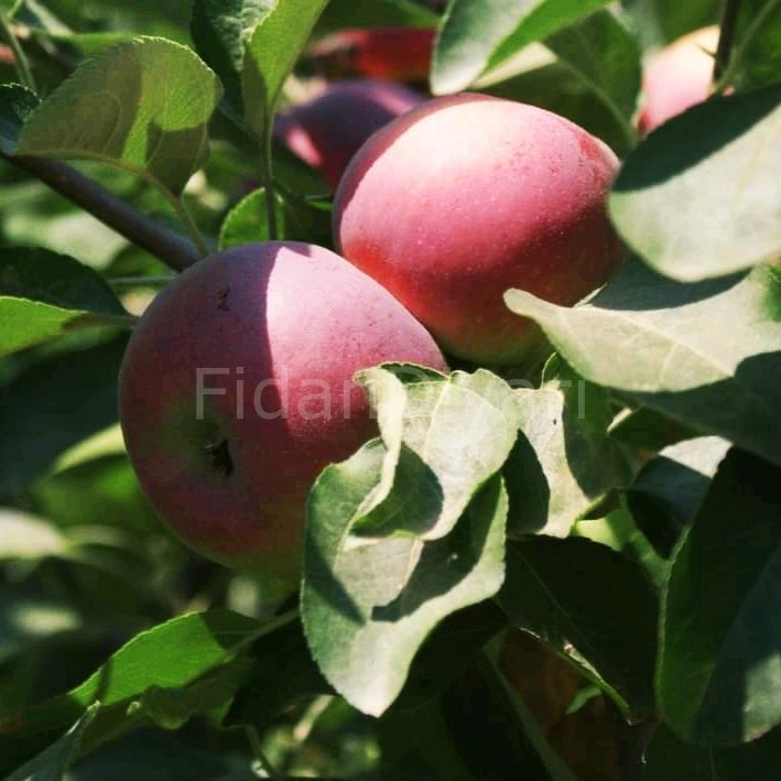 Jersey Mac (Erkenci) Elma Fidanı, 80-120 cm Saksılı