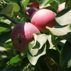 Jersey Mac (Erkenci) Elma Fidanı, 80-120 cm Saksılı