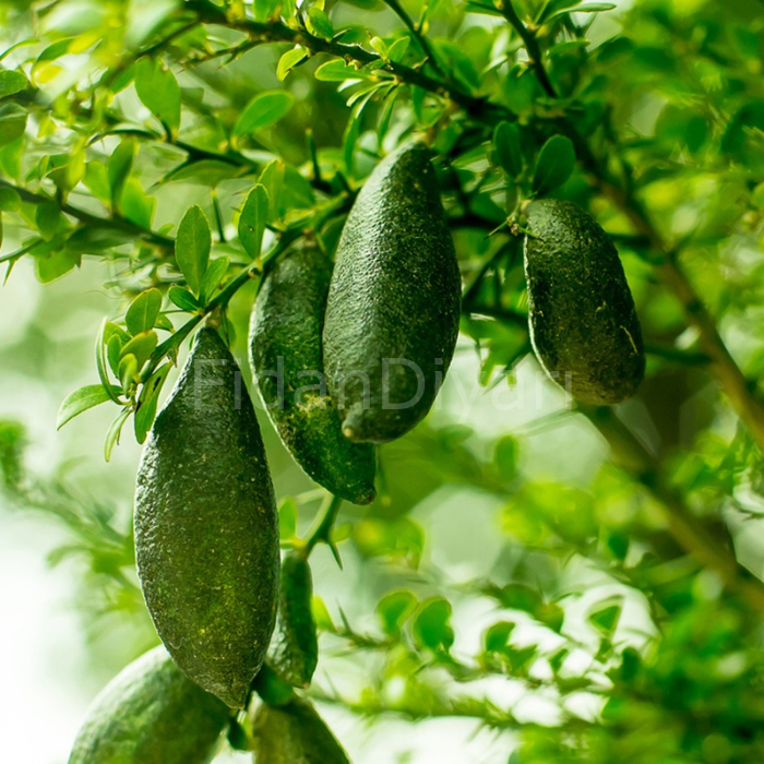 Parmak Limon (Finger Lime) Fidanı 100 cm+, 2-3 Yaş, Tüplü/Saksılı