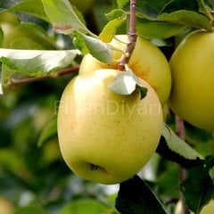 Golden Delicious Elma Fidanı 80-120 cm, Tüplü/Saksılı