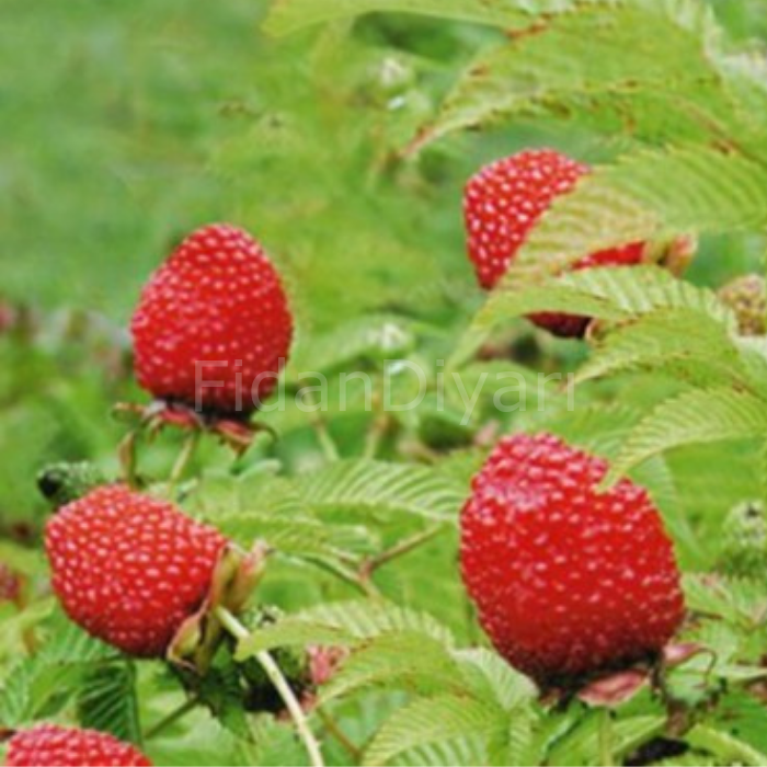 Çilek Ahududu Fidanı Rubus Rosifolius, 10-20 cm, Tüplü/Saksılı