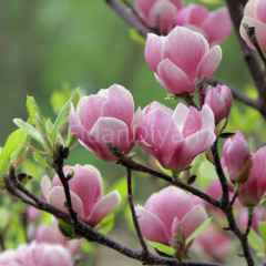 Yaprak Döken Manolya Saray Lalesi Magnolia Kobus, 20 cm, Tüplü/Saksılı