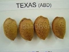 Texas Badem(Soğuğa Dayanıklı) Fidanı 80-120 cm, Tüplü/Saksılı