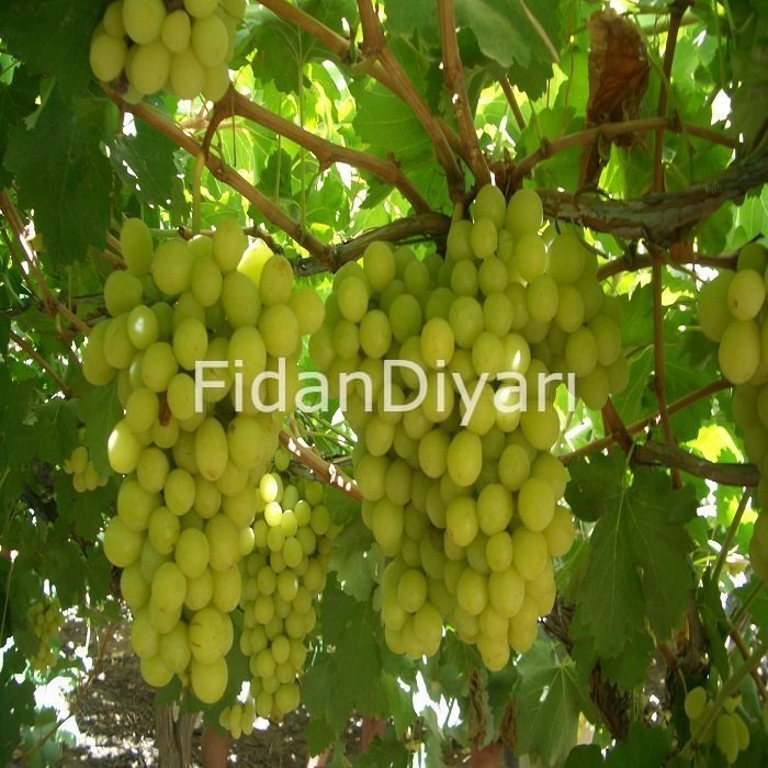 Superior Seedless Üzüm Fidanı, Saksılı